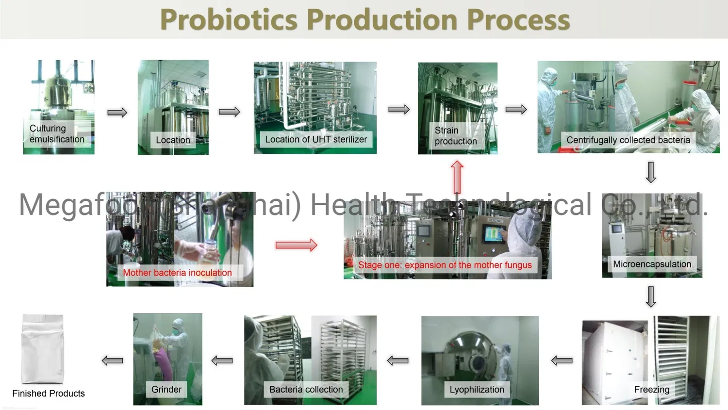 Wholesale Food Grade Probiotics Lactobacillus Acidophilus